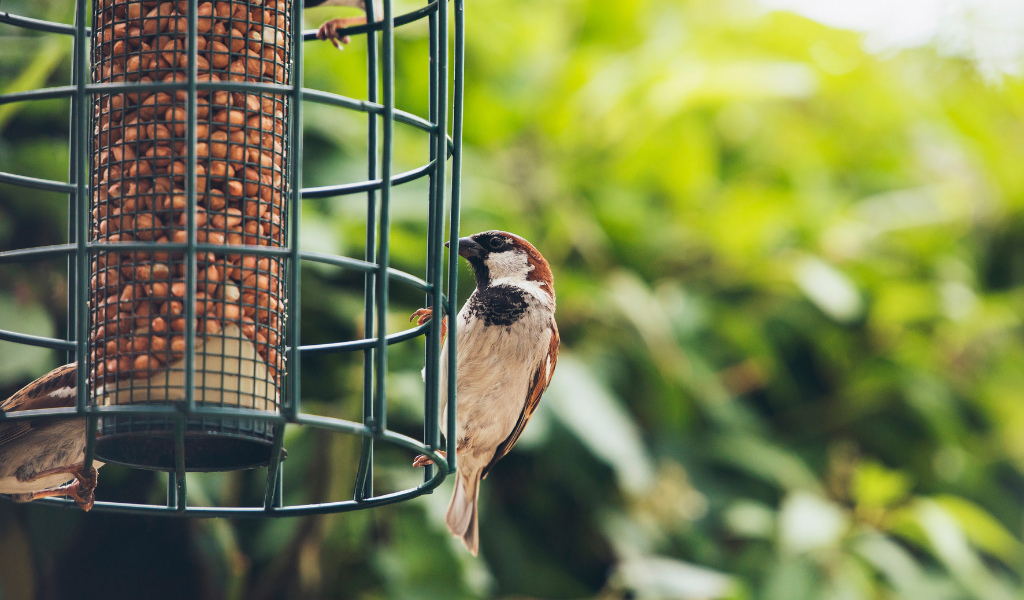 tree sparrow eating off a bird feeder