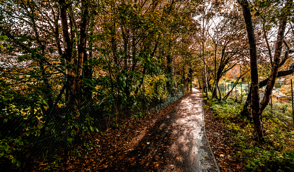 view of a country path surrounded by trees