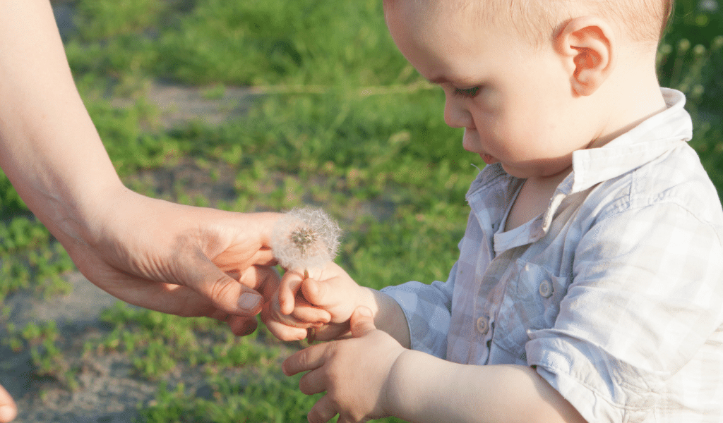 child observing a dandelion